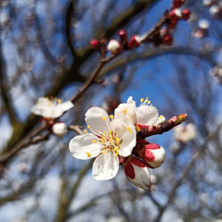 spring