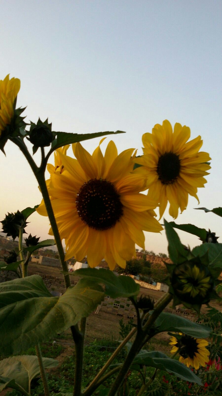 sunflowers