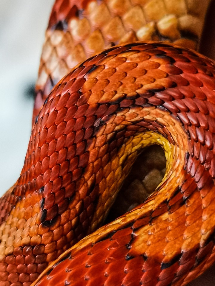 snake