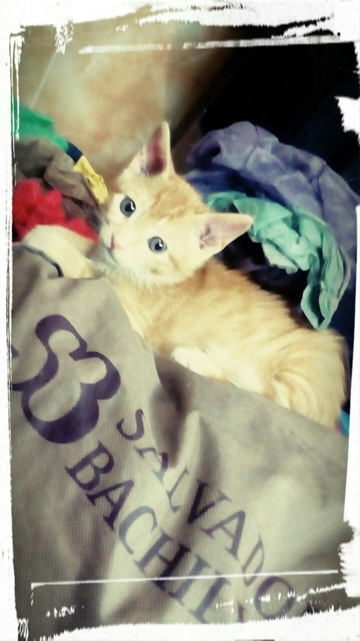 my cat