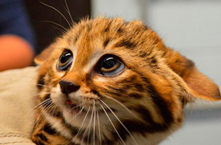 animaux