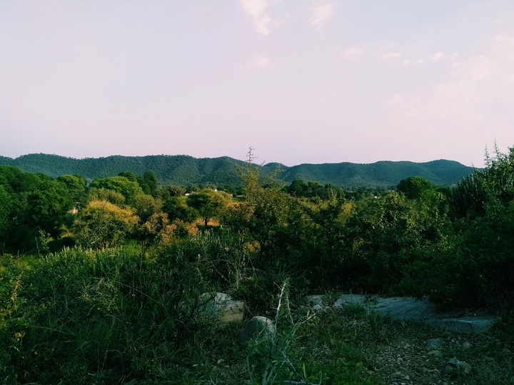forest