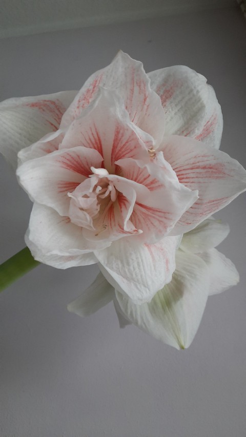 Amaryllis