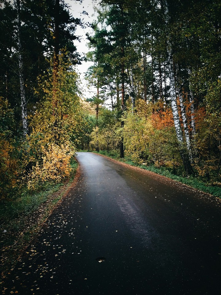 forest Siberia