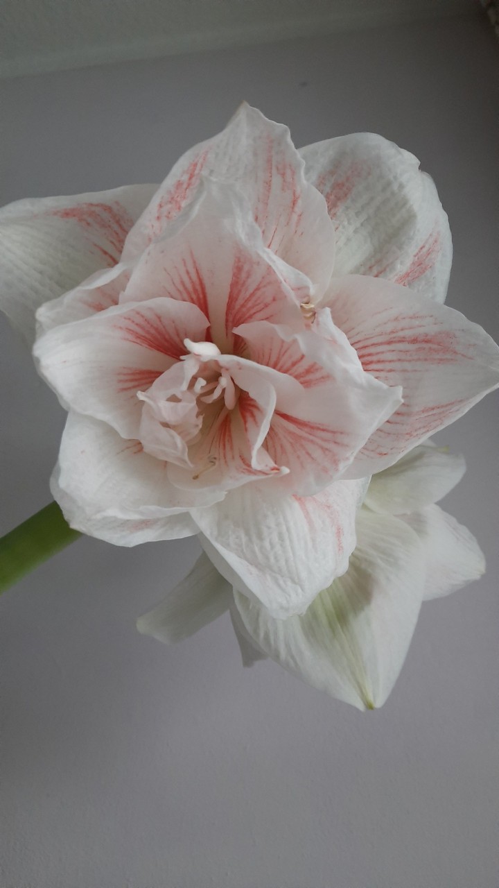 Amaryllis