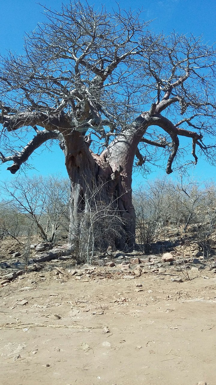 Boabab Tree
