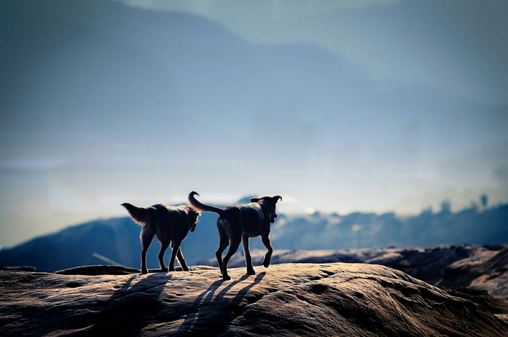 Dogs, Chiens