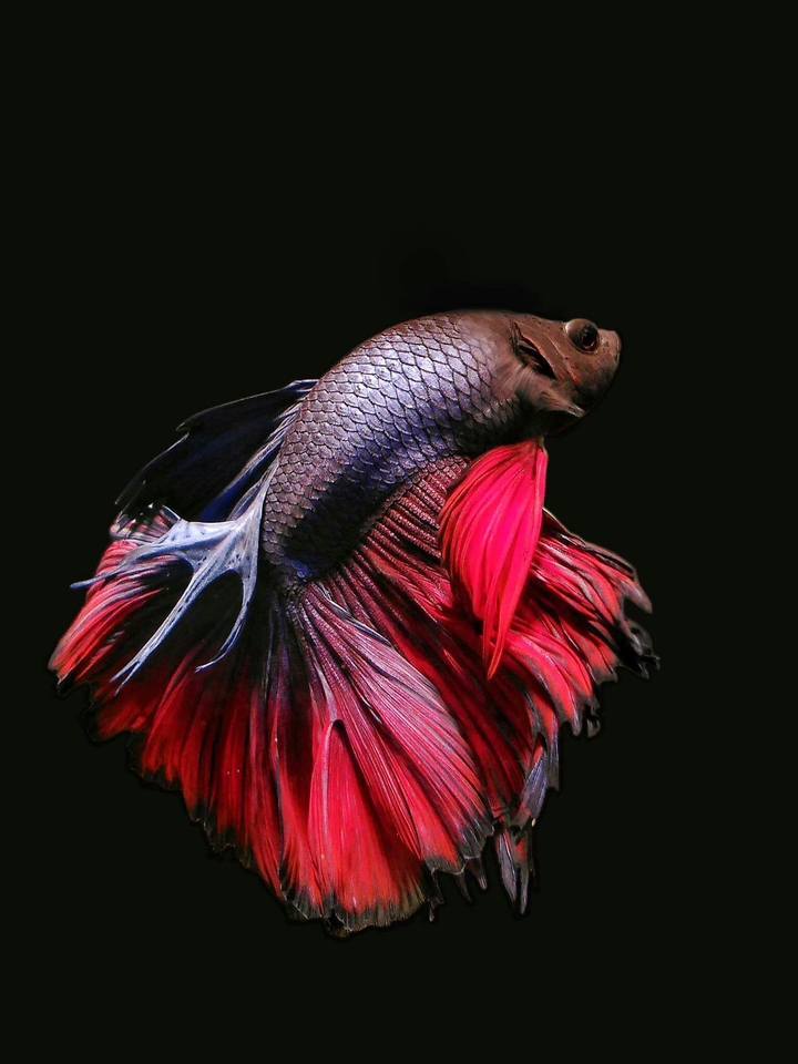 Ikan Cupang Merah