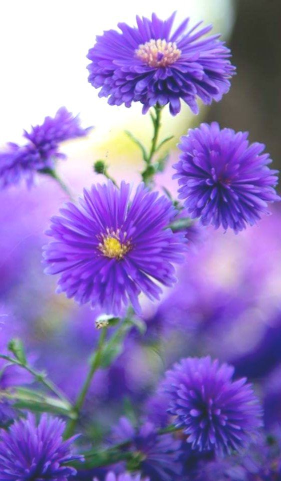 Purple flowers.
