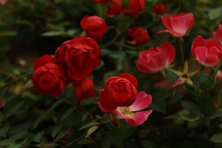 flowers