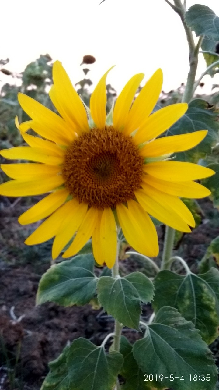 sunflower