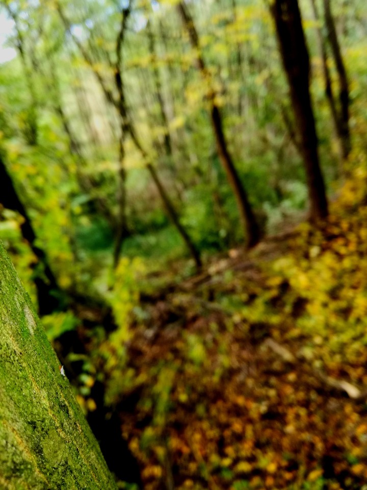 Autumn forest