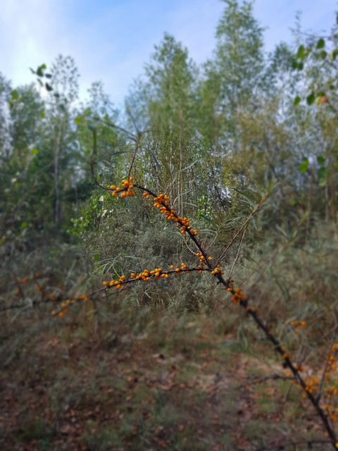 seabuckthorn