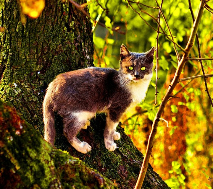 cat
