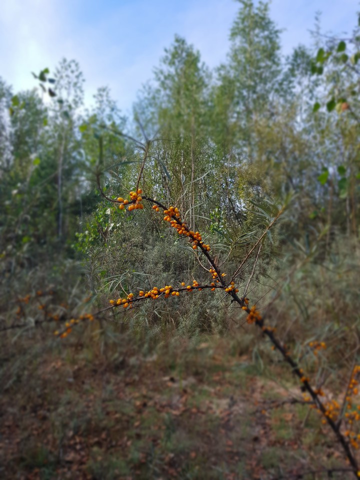 seabuckthorn