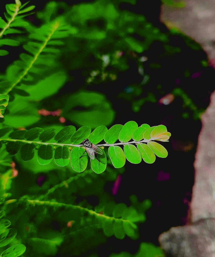 eeeeee on the leaf