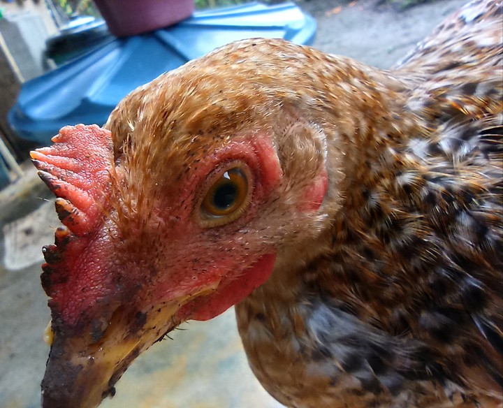 chicken
