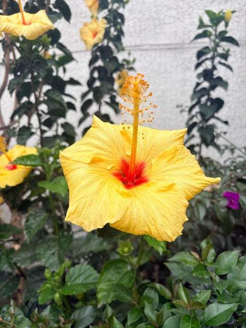 Pollen, Yellow achtergronden