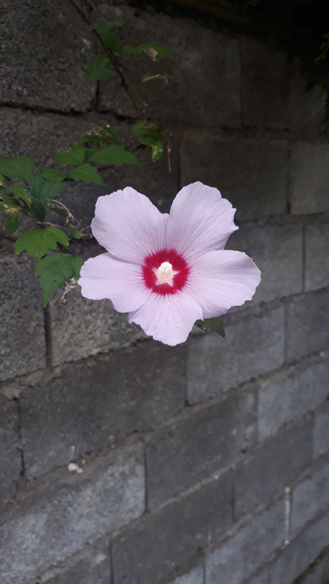 обои pink, petal