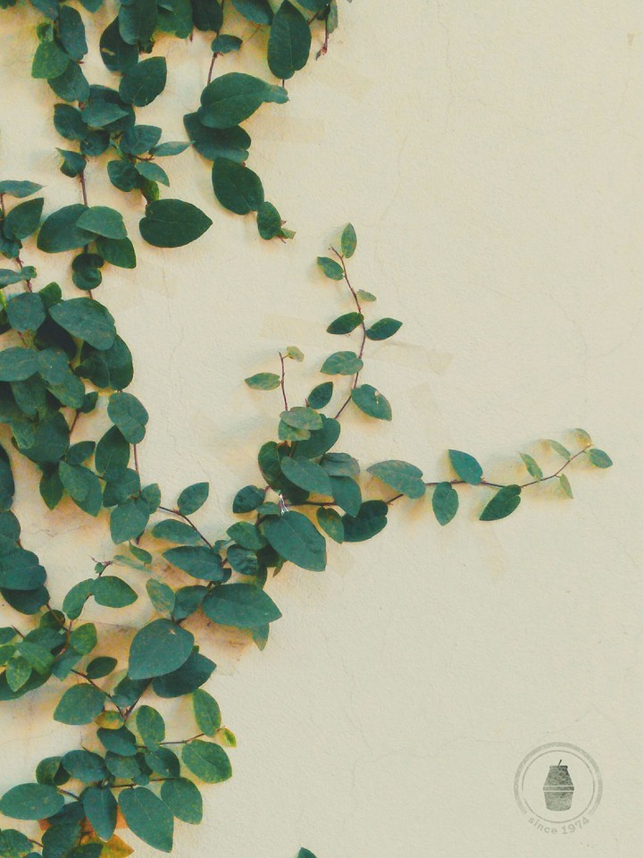 vines