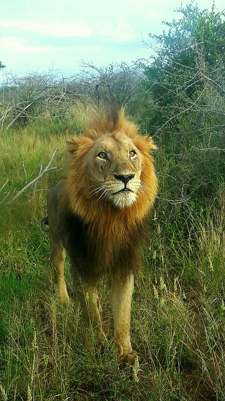 Kruger Park Beauty or Beast?