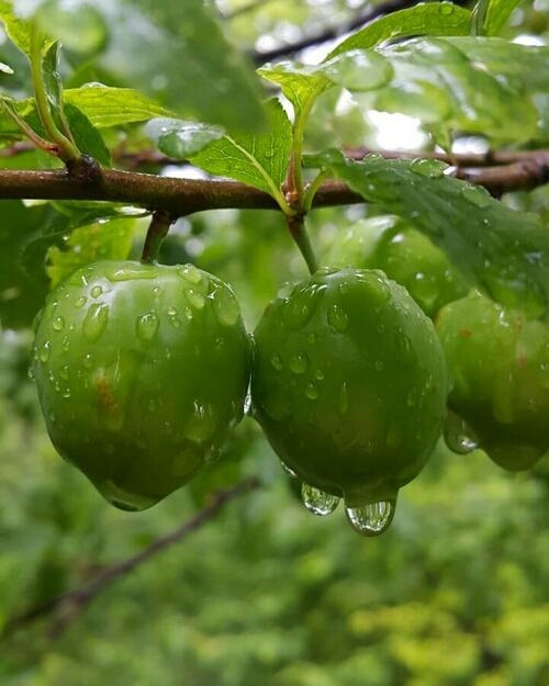 fruit 