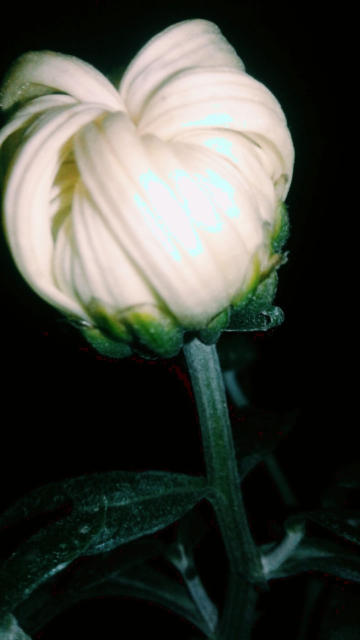 White Chrysanthemum!