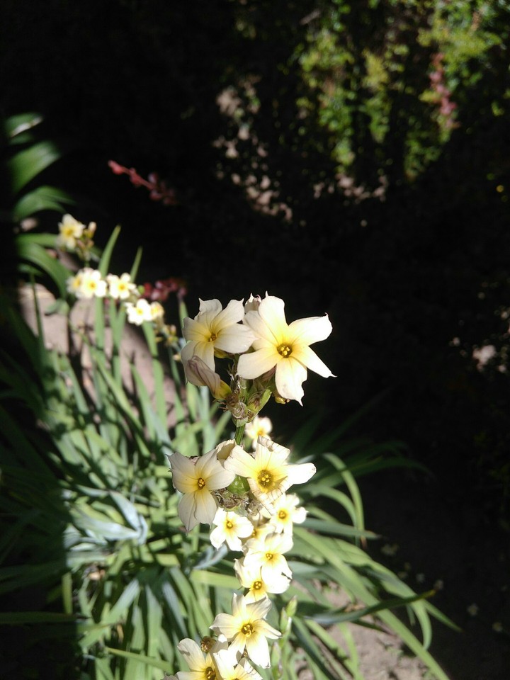 flower.