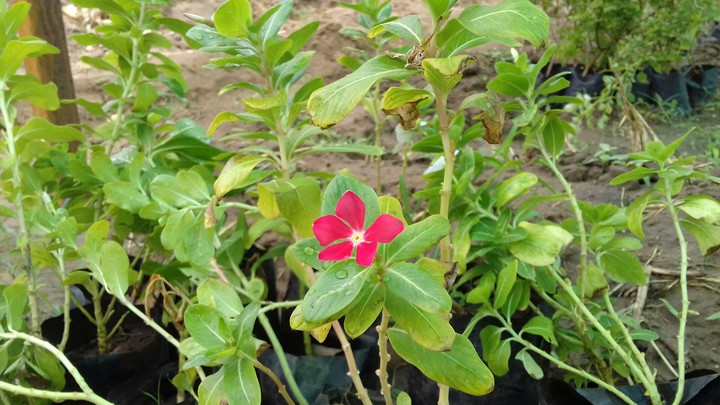 flowers