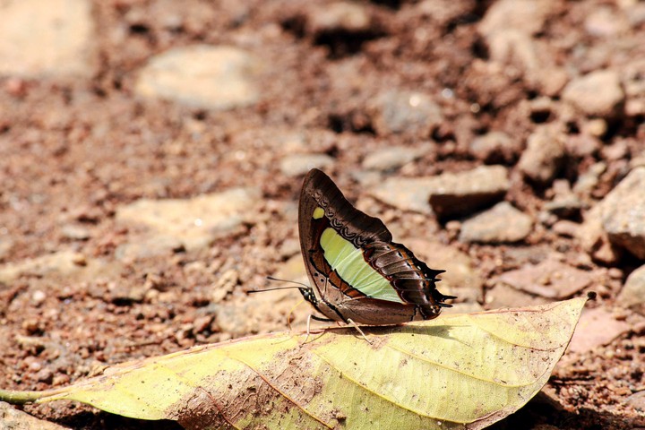 butterfly ?