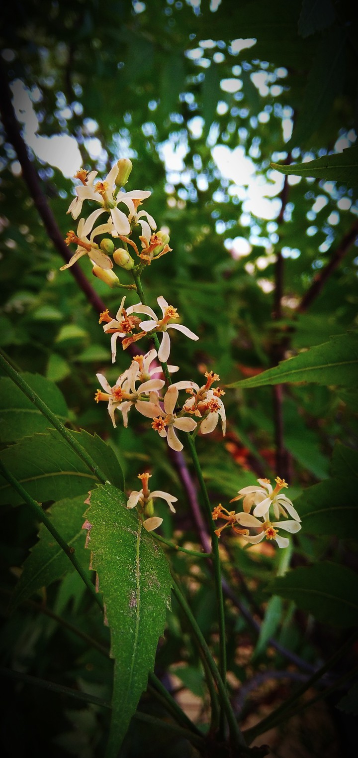 flower