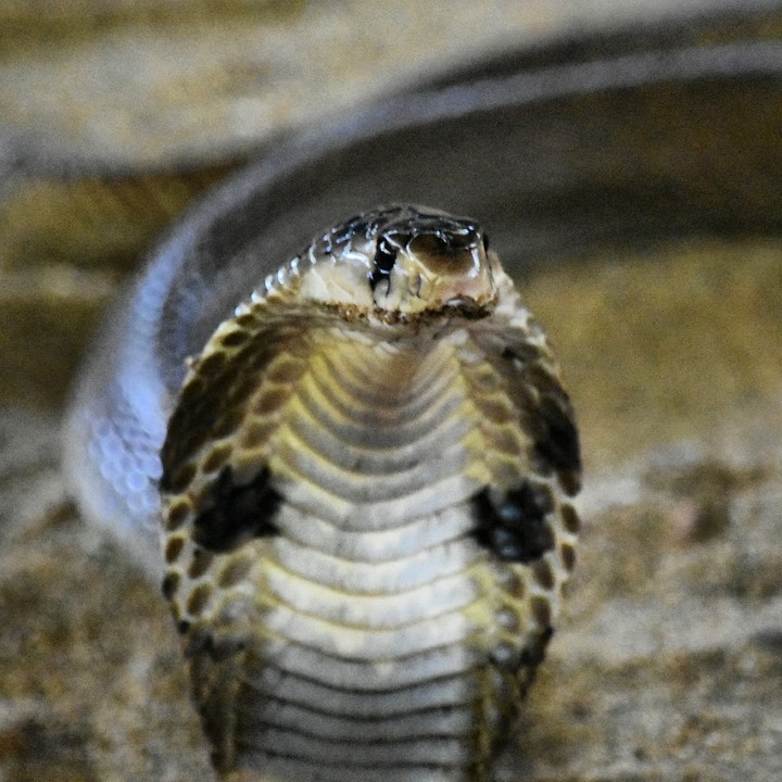 cobra