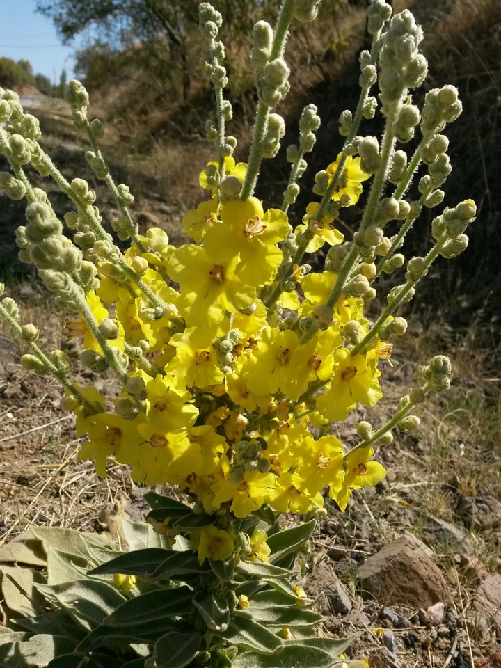 Yellow  daisy