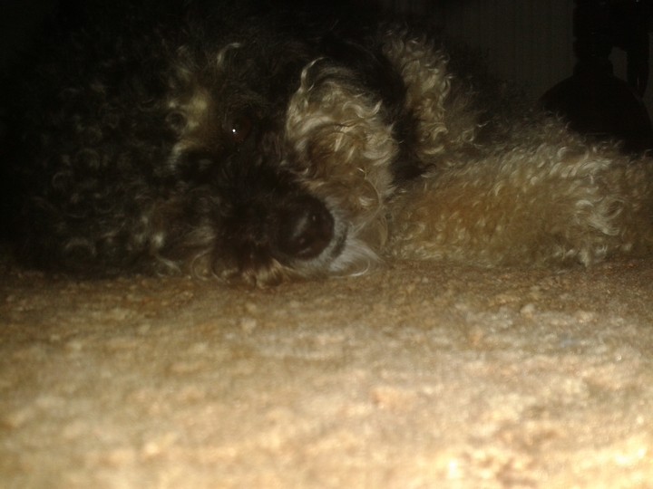dog♡♥