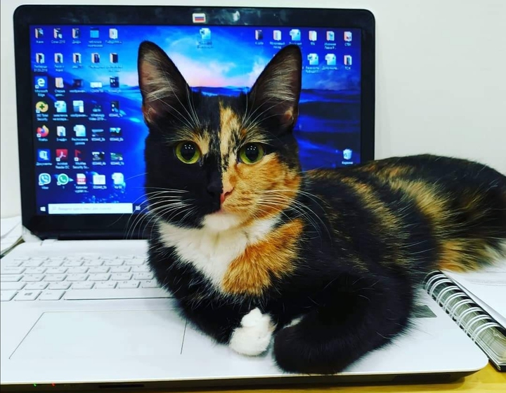 100d live wallpaper