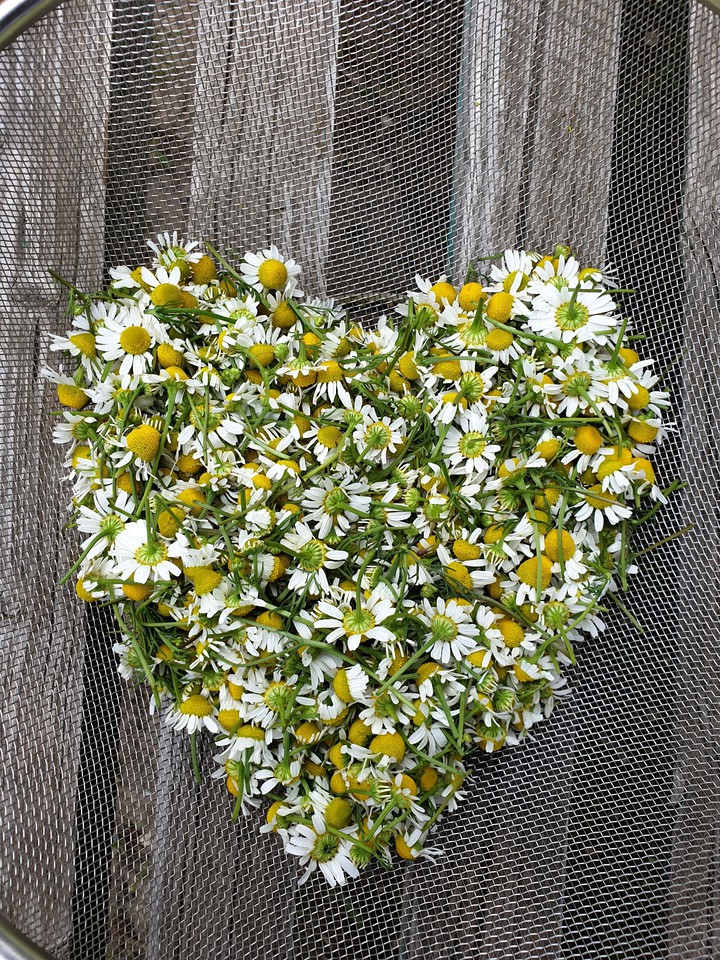 chamomile