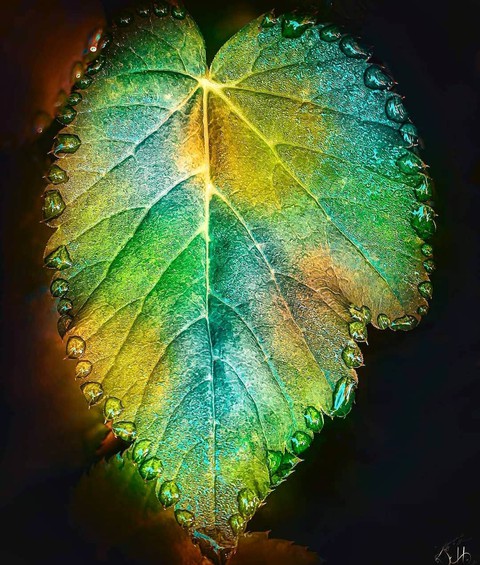 tapety plant, leaf
