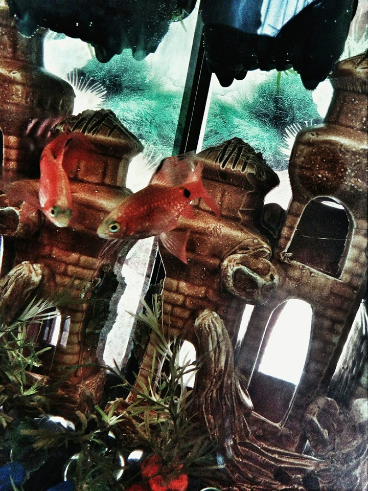 little fish