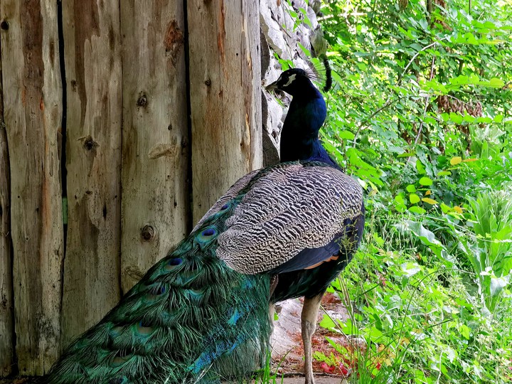 Peacock