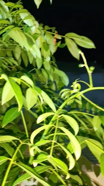 ambarella fruits