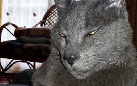Gato