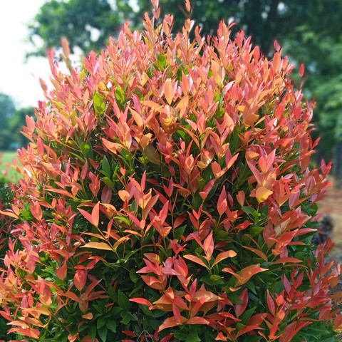leaf
