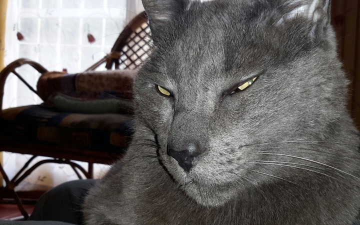 Gato