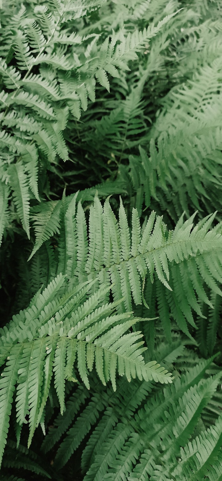 fern