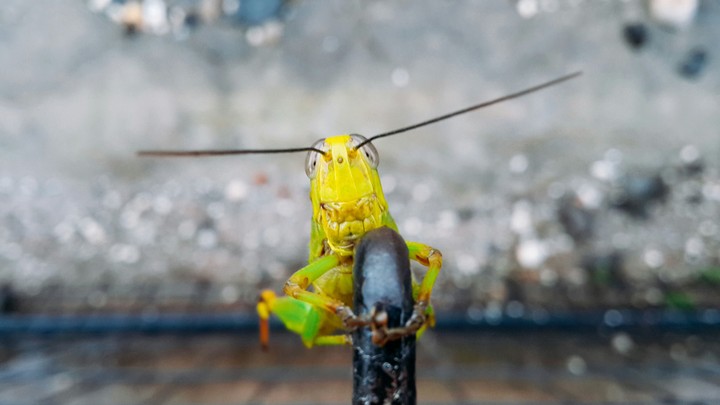 The Grasshopper