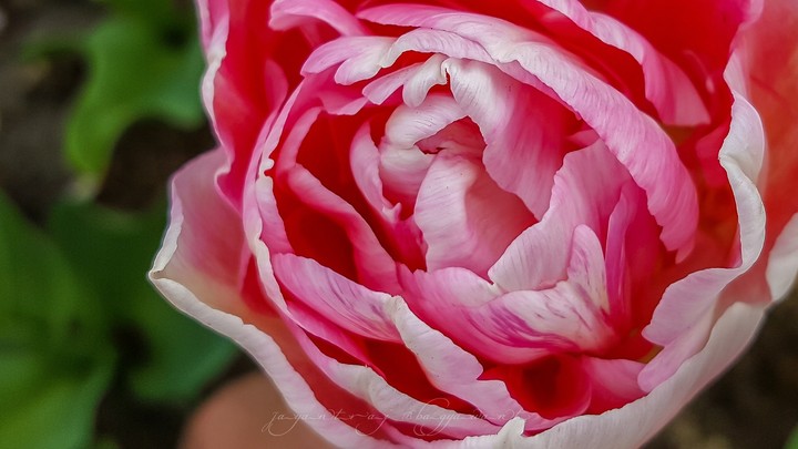 Tulip