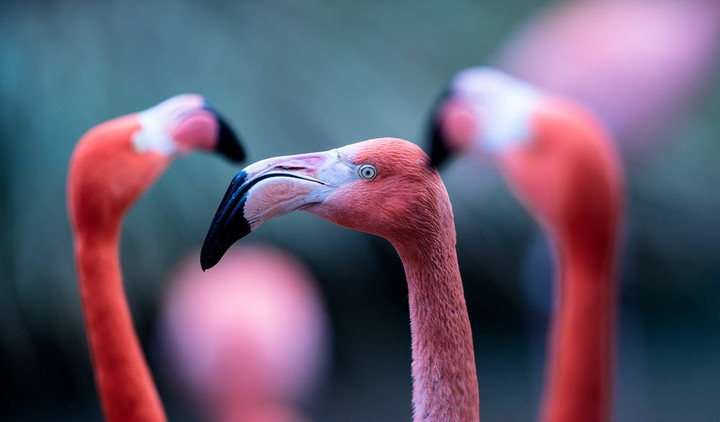 Beautiful birds