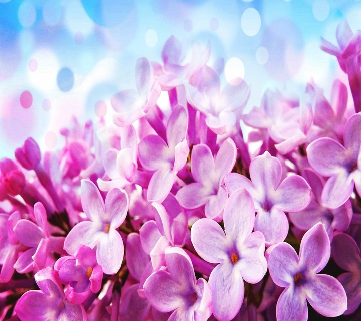 Pretty Pink Flowers