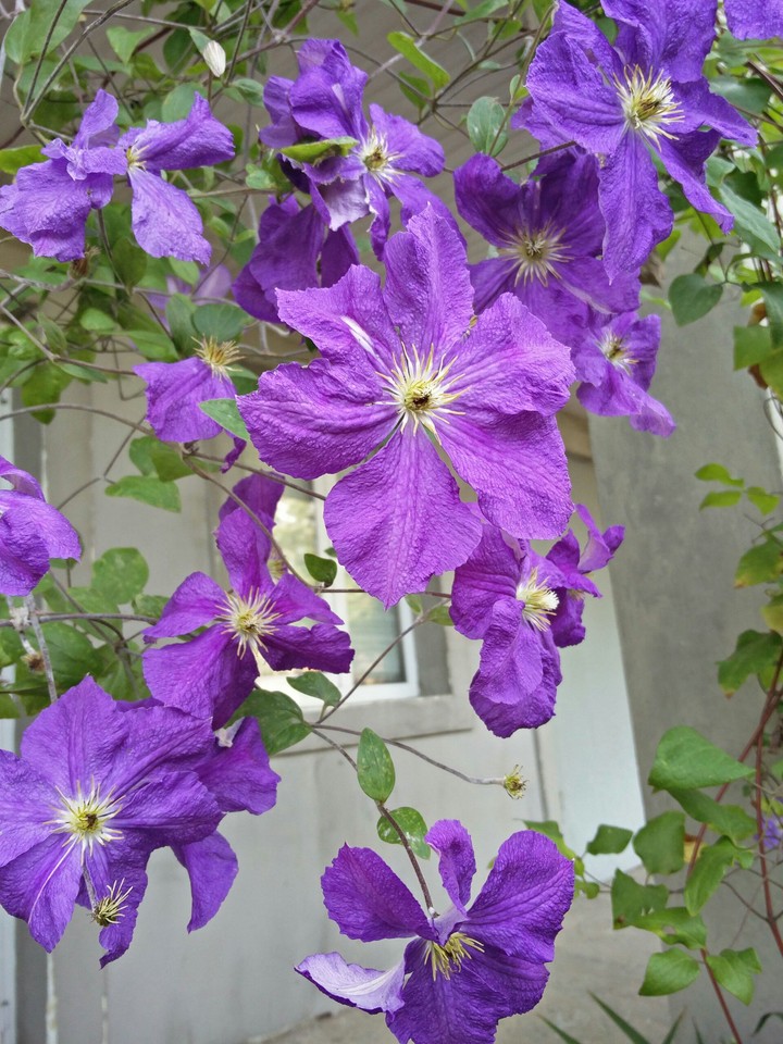 Flower's