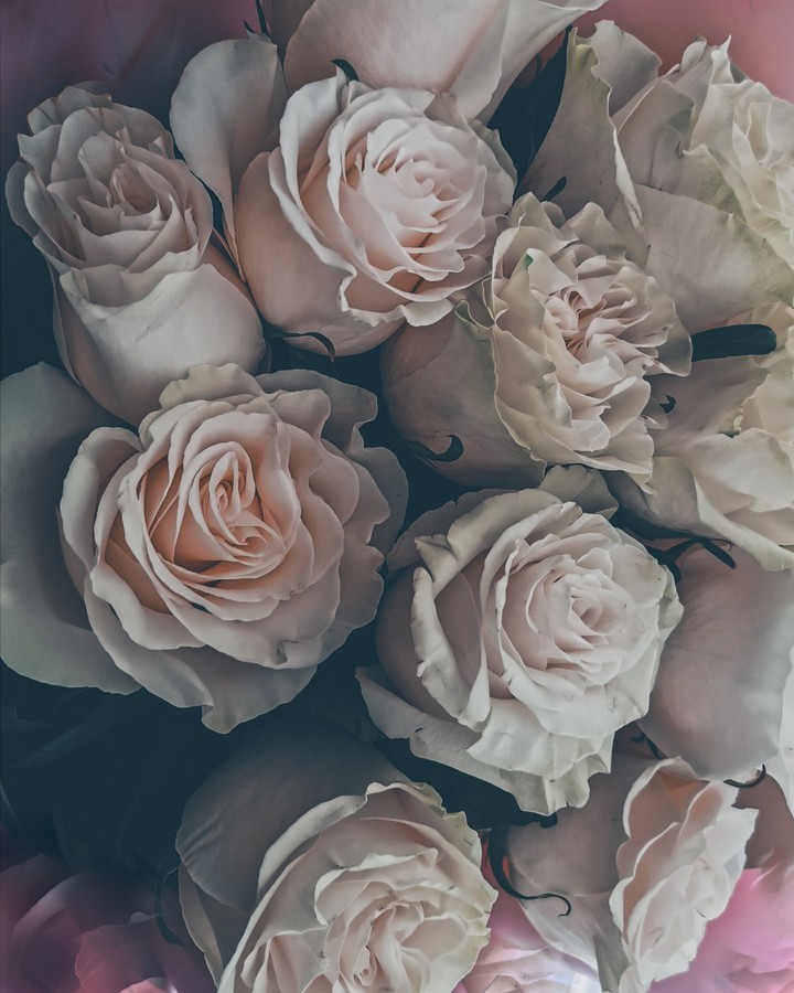 Roses